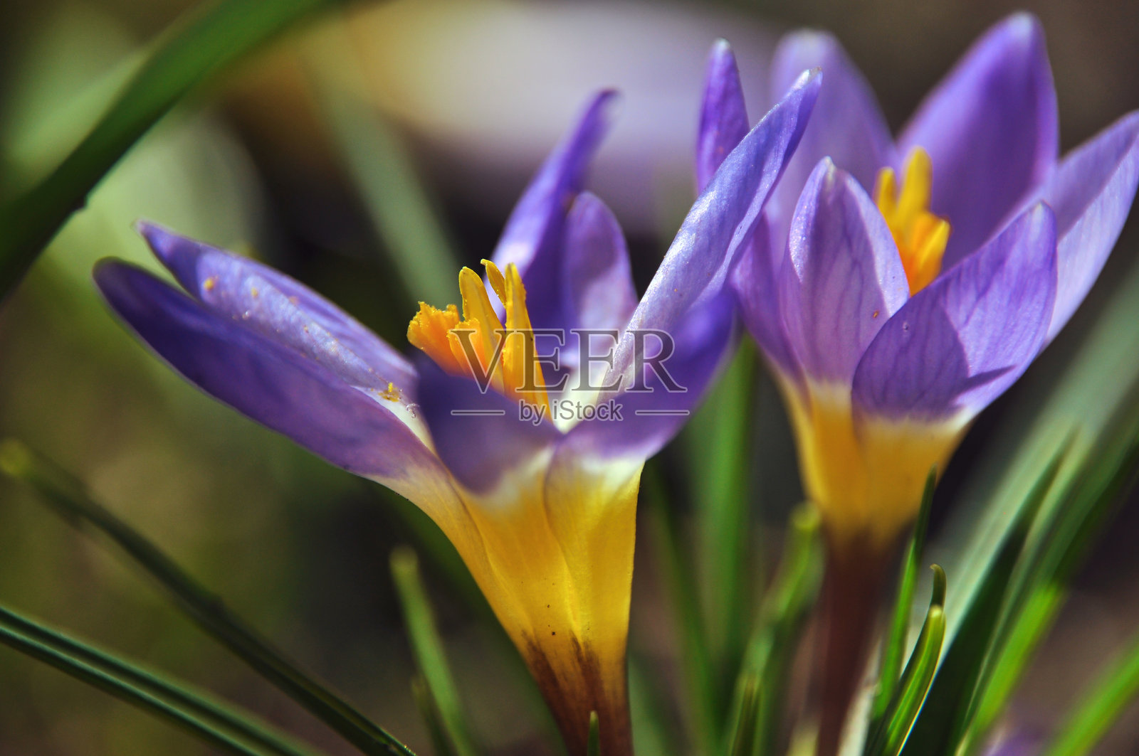 春天，紫色的番红花在草地花园的草地上盛开。照片摄影图片