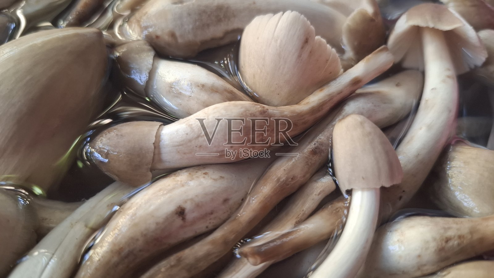 蘑菇照片摄影图片