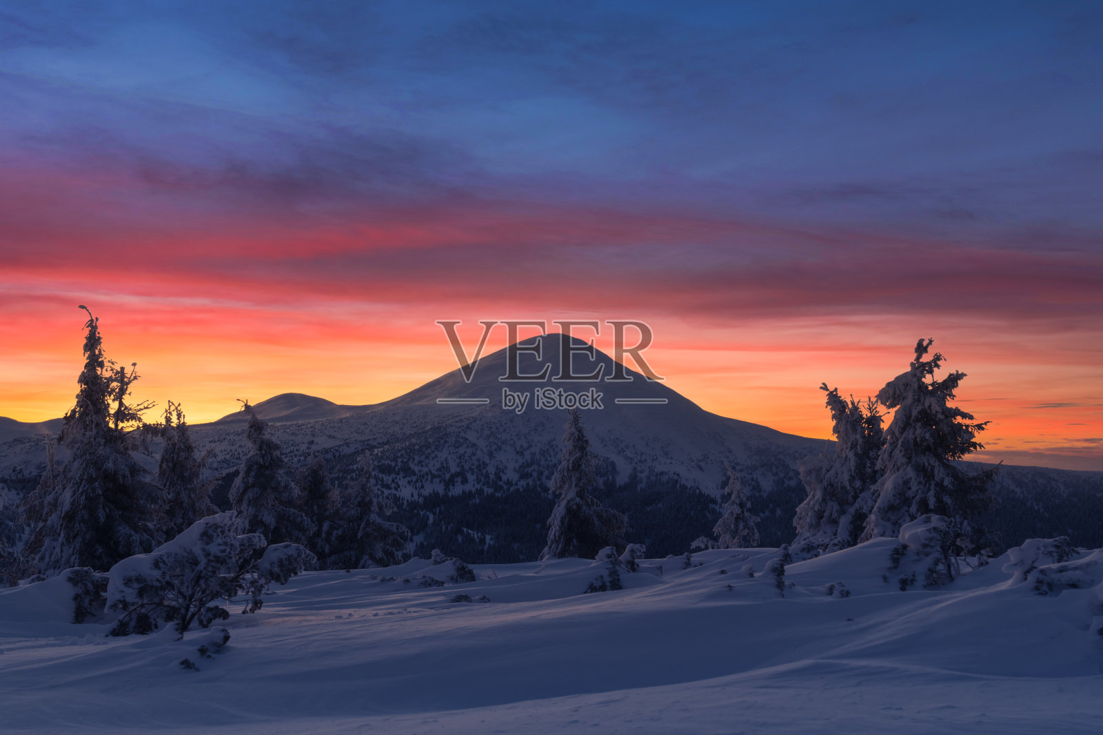 戏剧性的冬季场景，雪-covered树木。照片摄影图片