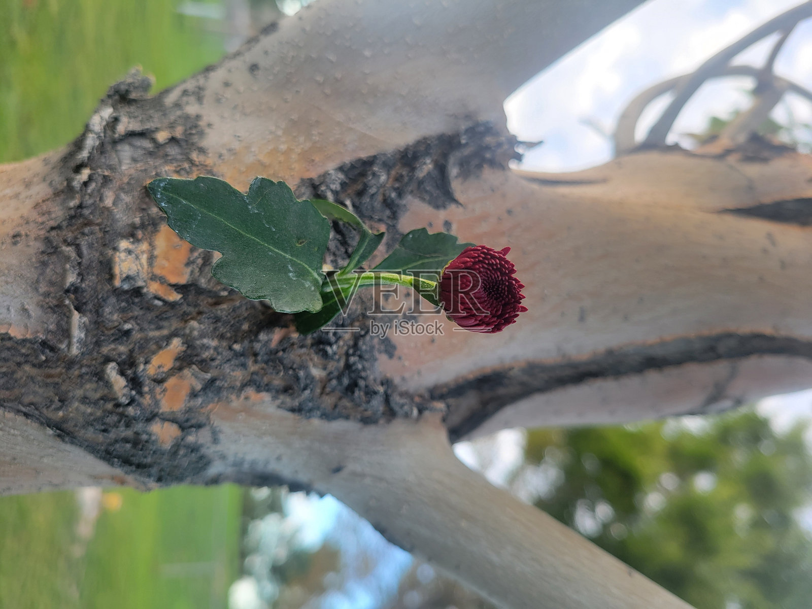 生活照片摄影图片