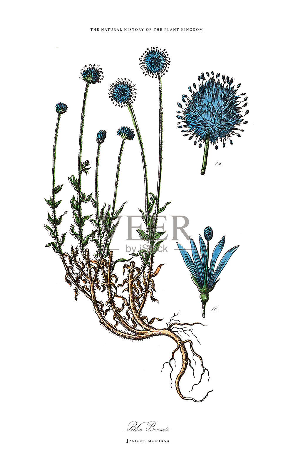 古董草本植物和开花植物，植物王国，维多利亚时代植物插图，约1853年插画图片素材