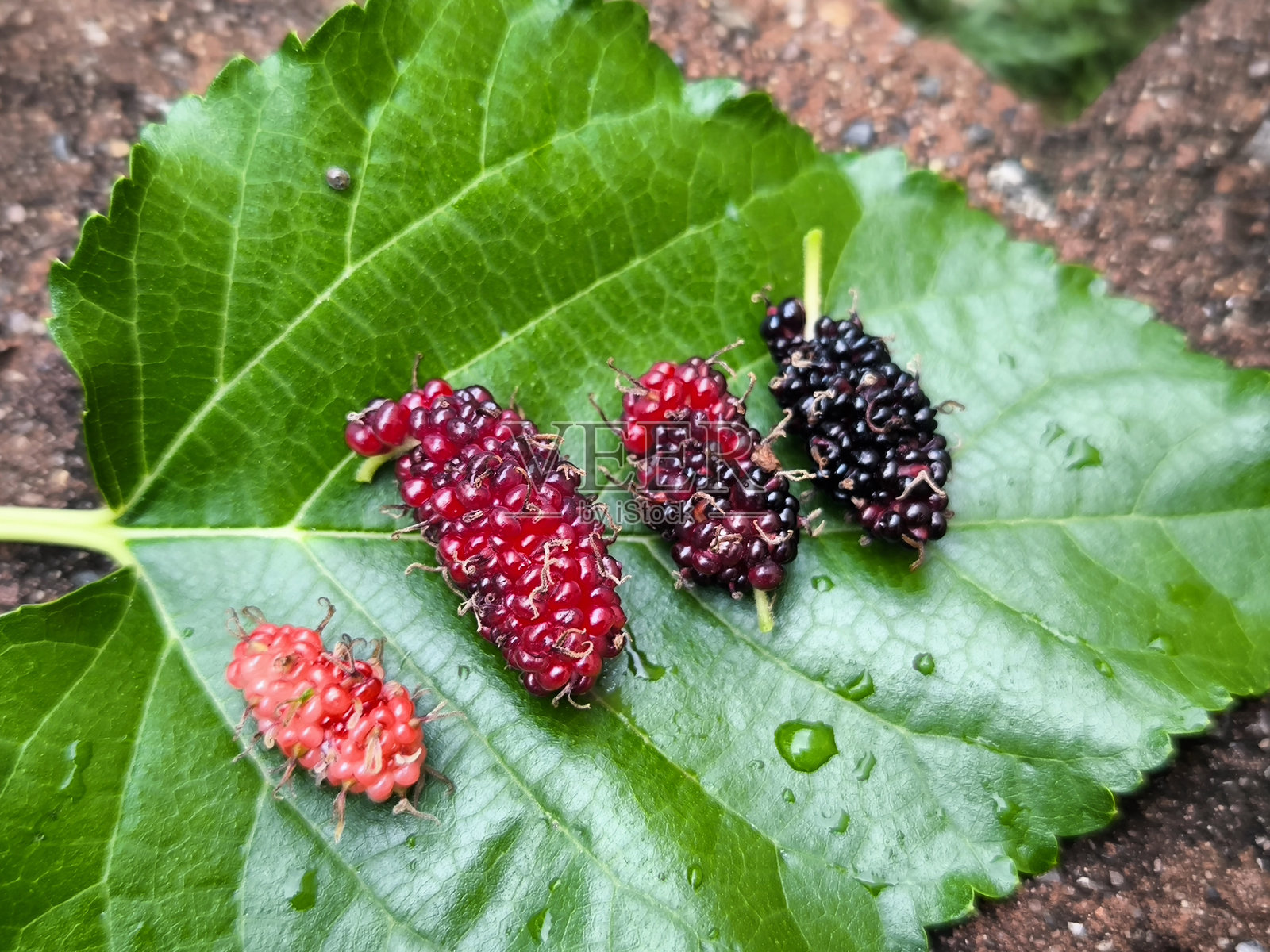 桑树不同生长阶段的圆形图案，背景为树叶。照片摄影图片