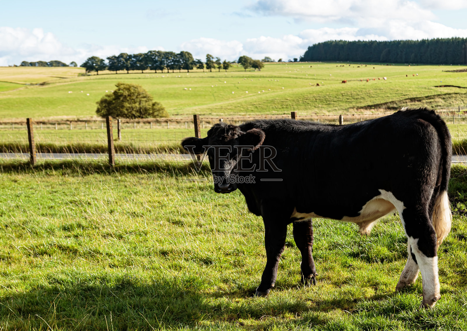 一头年轻的公牛与美丽的苏格兰风景。照片摄影图片