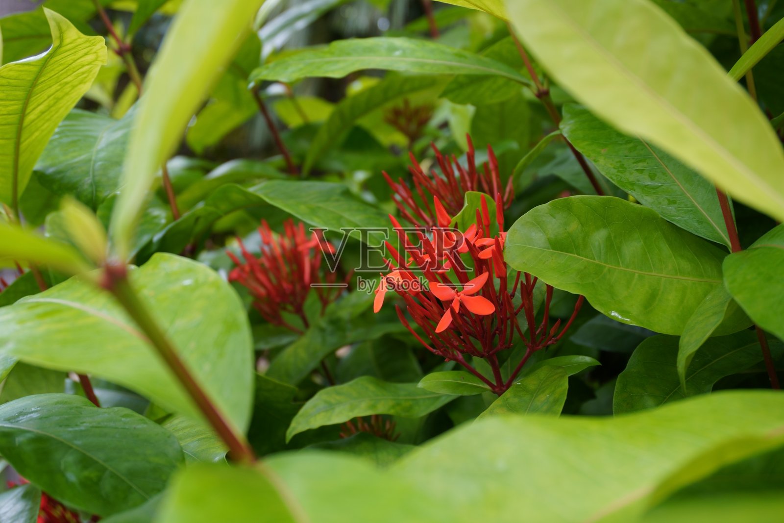 盛开的红色九重葛照片摄影图片