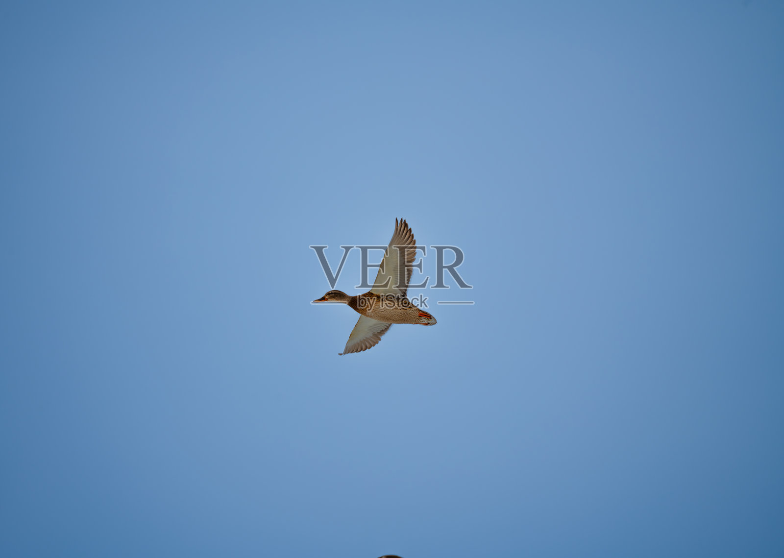 鸭子在天空中盘旋照片摄影图片