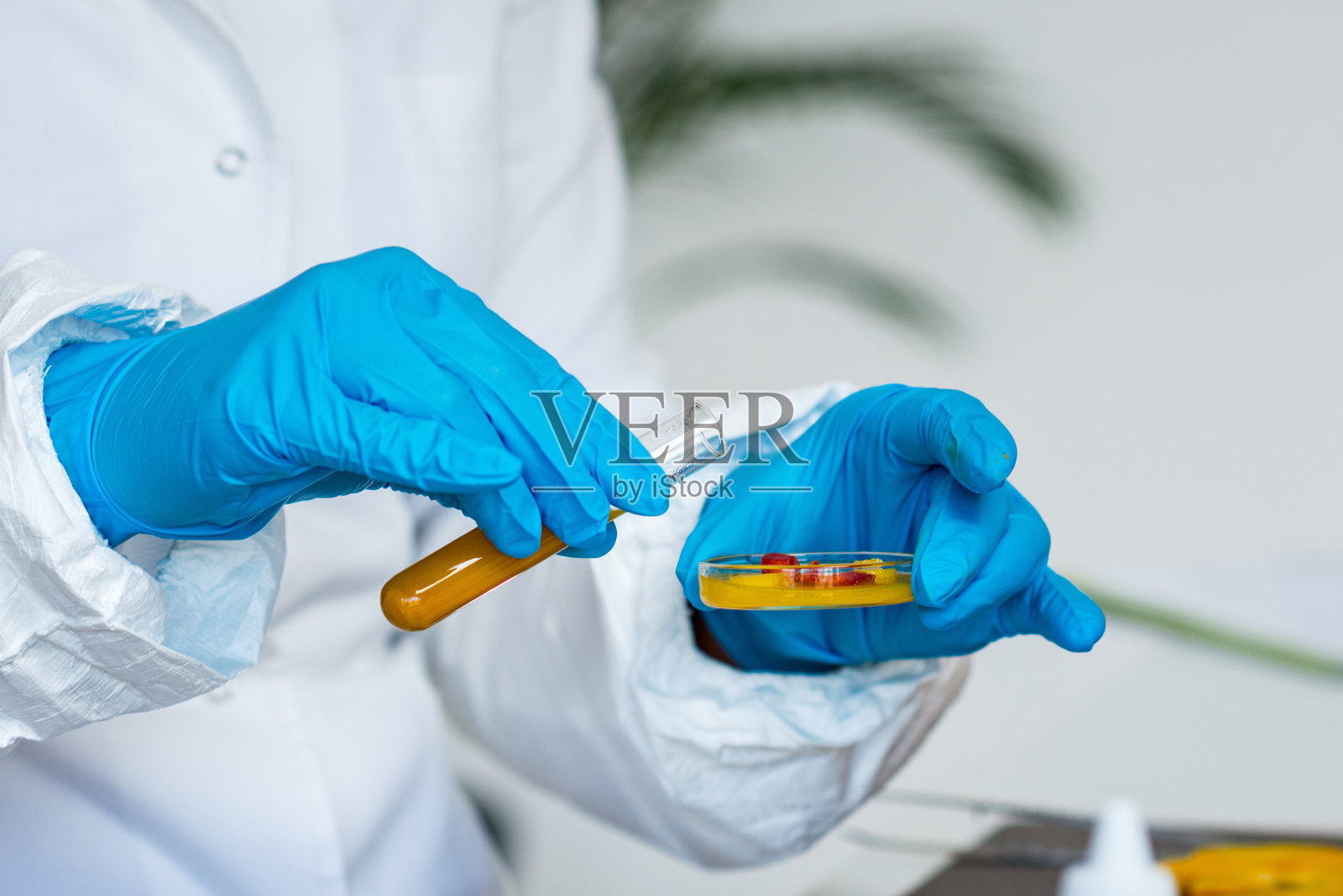 科学家在实验室中对甜椒进行实验的中段镜头照片摄影图片