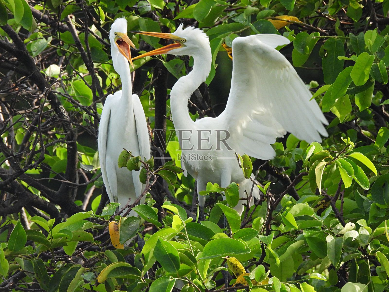 大白鹭（Ardea alba） - 幼鸟在巢中张嘴叫唤照片摄影图片