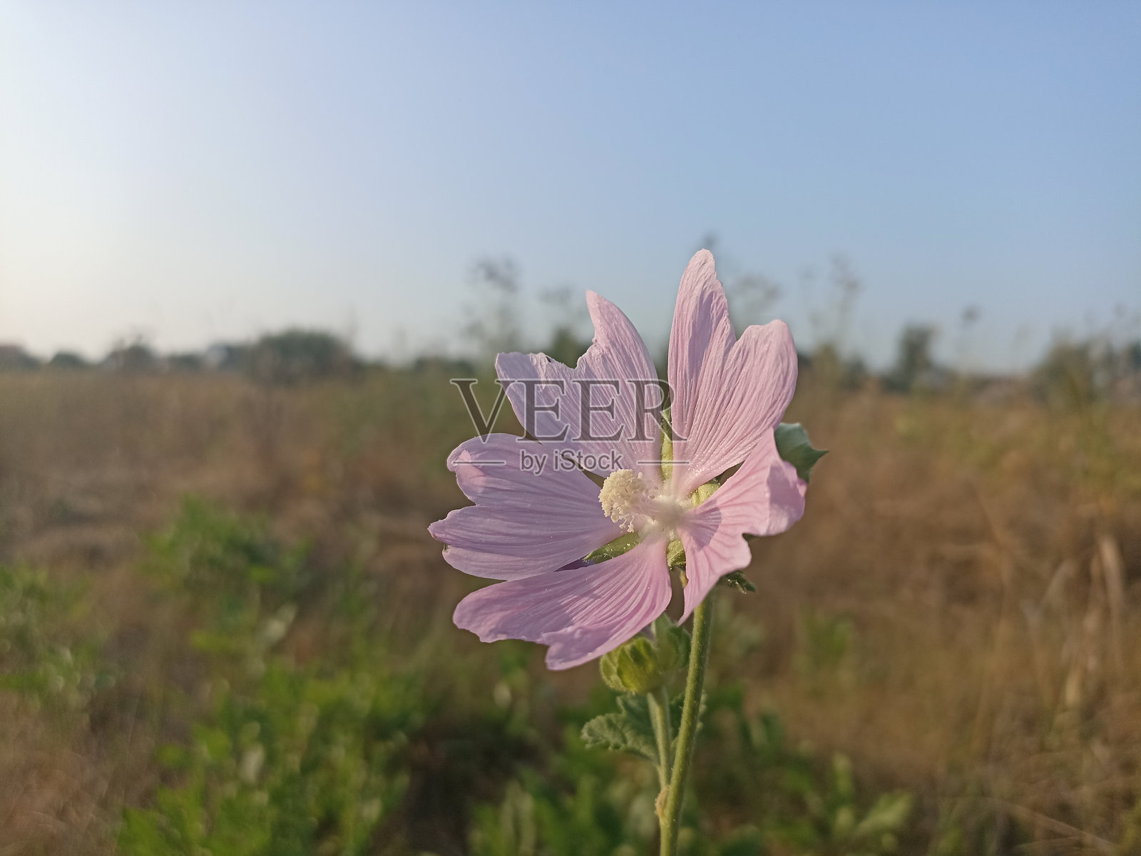 马尔瓦·图林根（同义词：拉瓦特拉·图林根），是一种属于锦葵科（Malvaceae）的开花植物。照片摄影图片