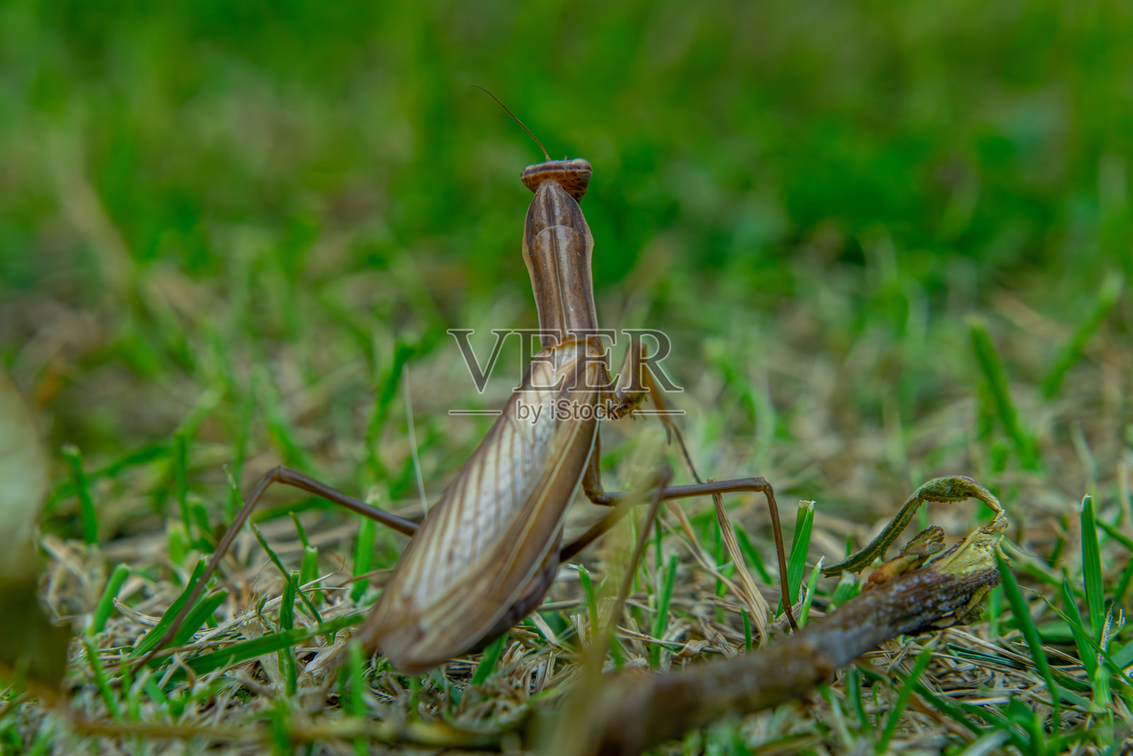 秋季和夏季的棕色螳螂坐在绿色草地上，宏观视角下的大型有趣彩色昆虫在花园中。照片摄影图片