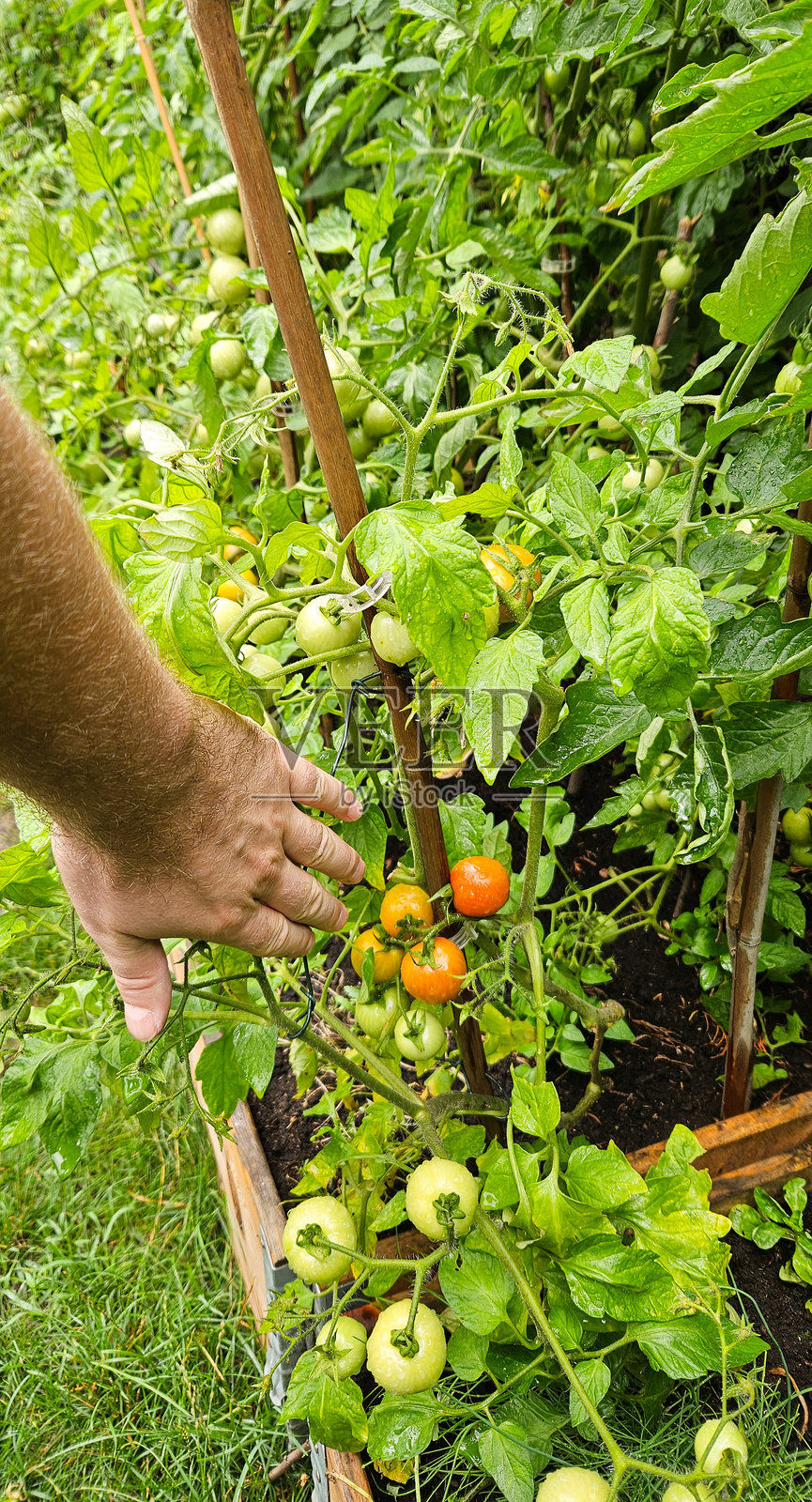 带有新鲜有机食品的高架花园床。高架床中种植豌豆。植物在后院的高架花园箱中生长。城市花园。照片摄影图片