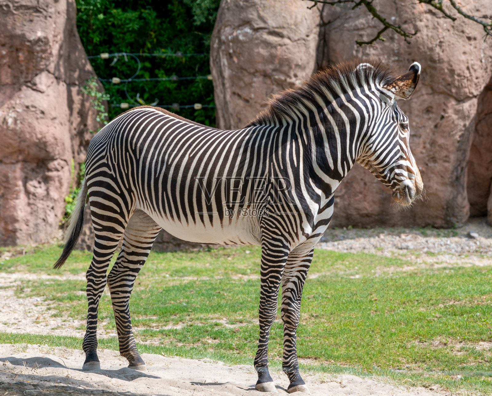 侧面站立的斑马，背景是草地和岩石。照片摄影图片