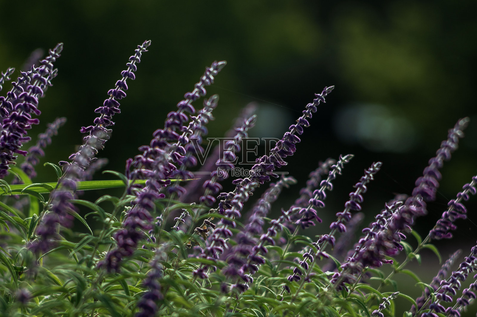 鼠尾草照片摄影图片