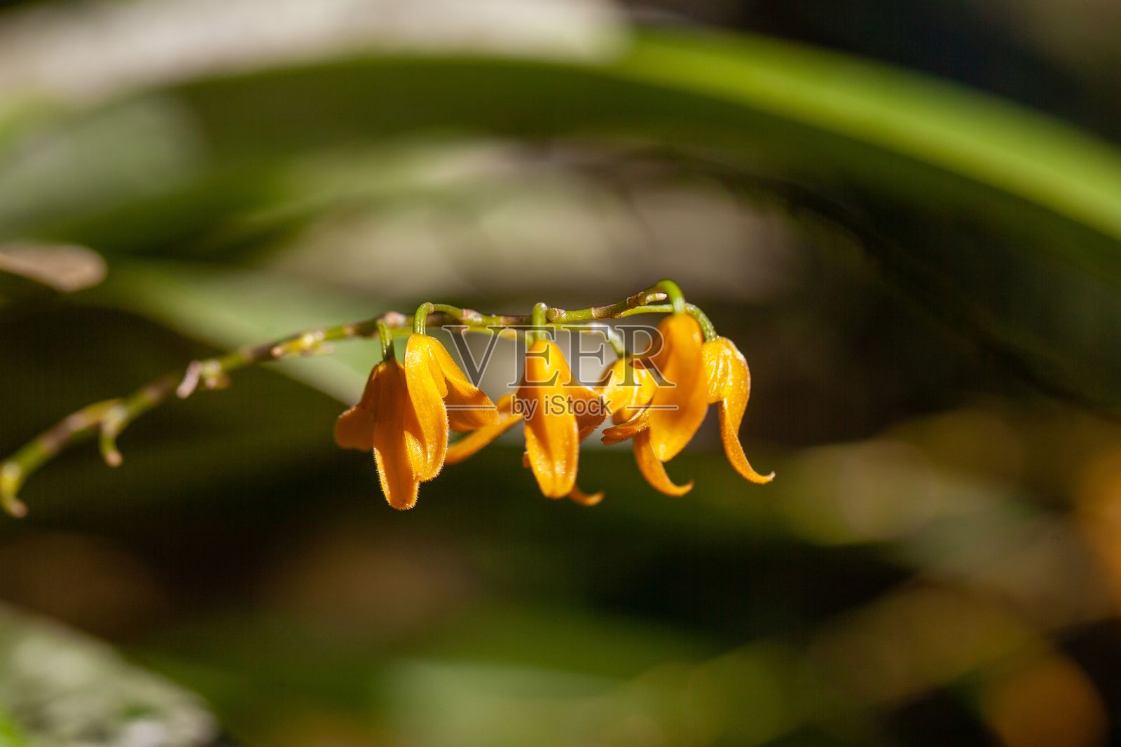 兰花种类Pleurothallis immersa照片摄影图片