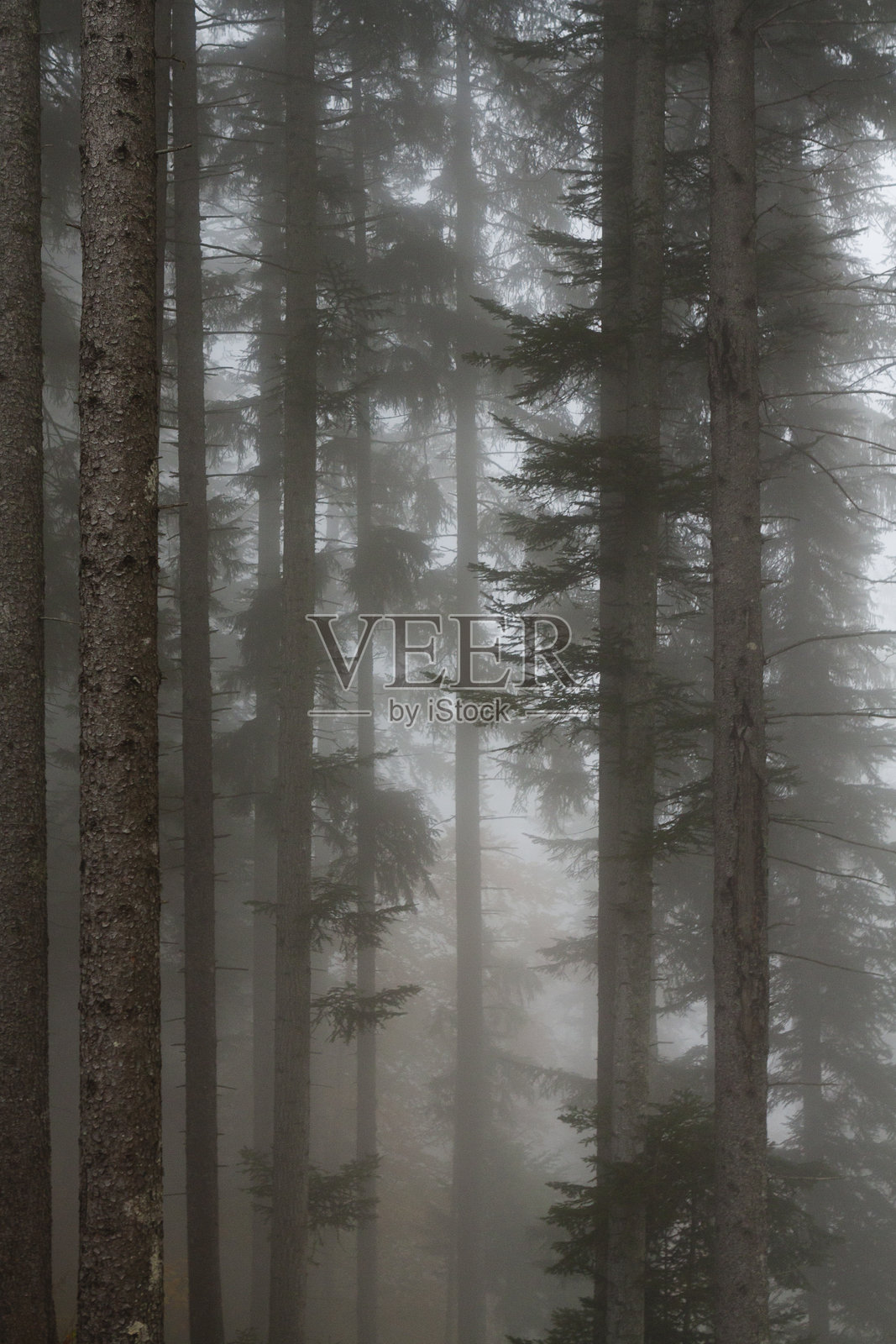 森林与云彩照片摄影图片