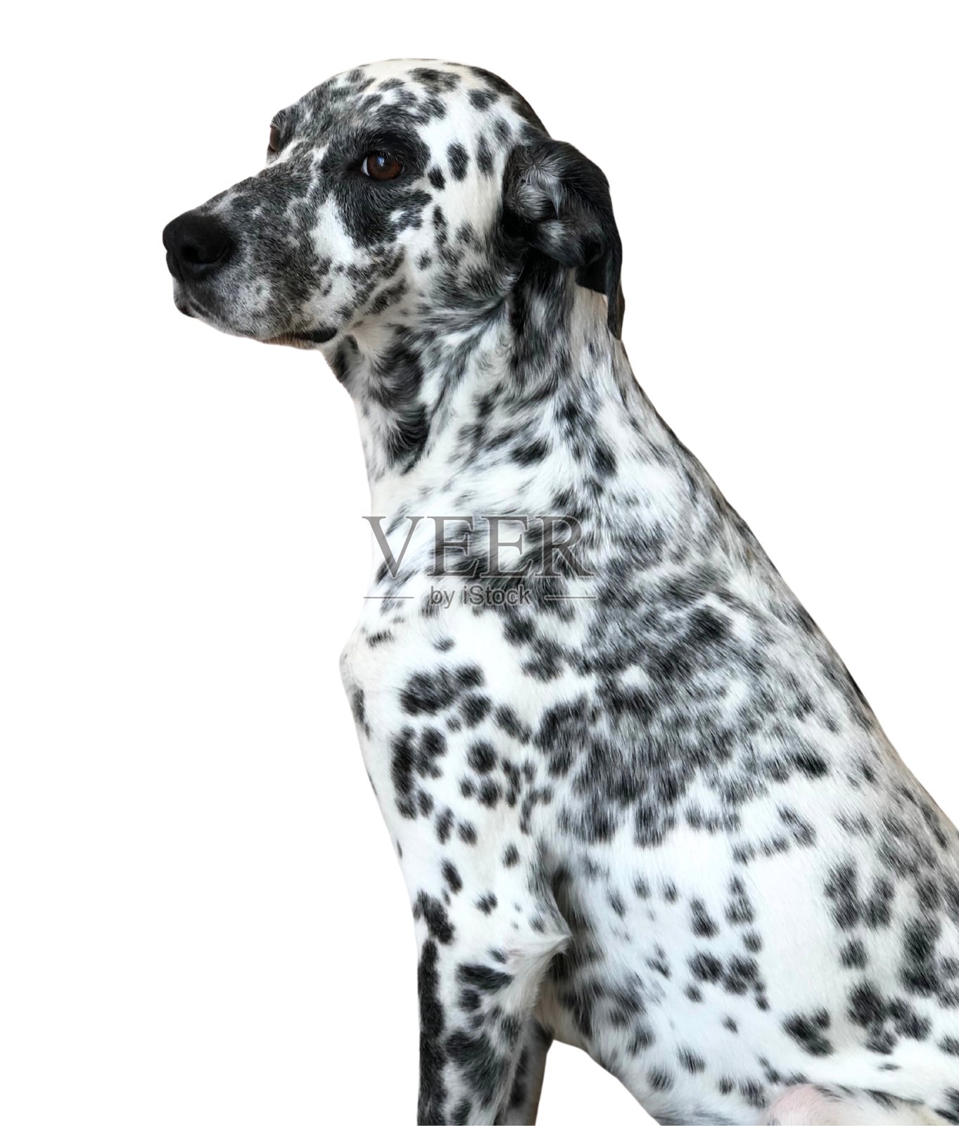 侧面图的达尔马提亚犬。白色背景。照片摄影图片