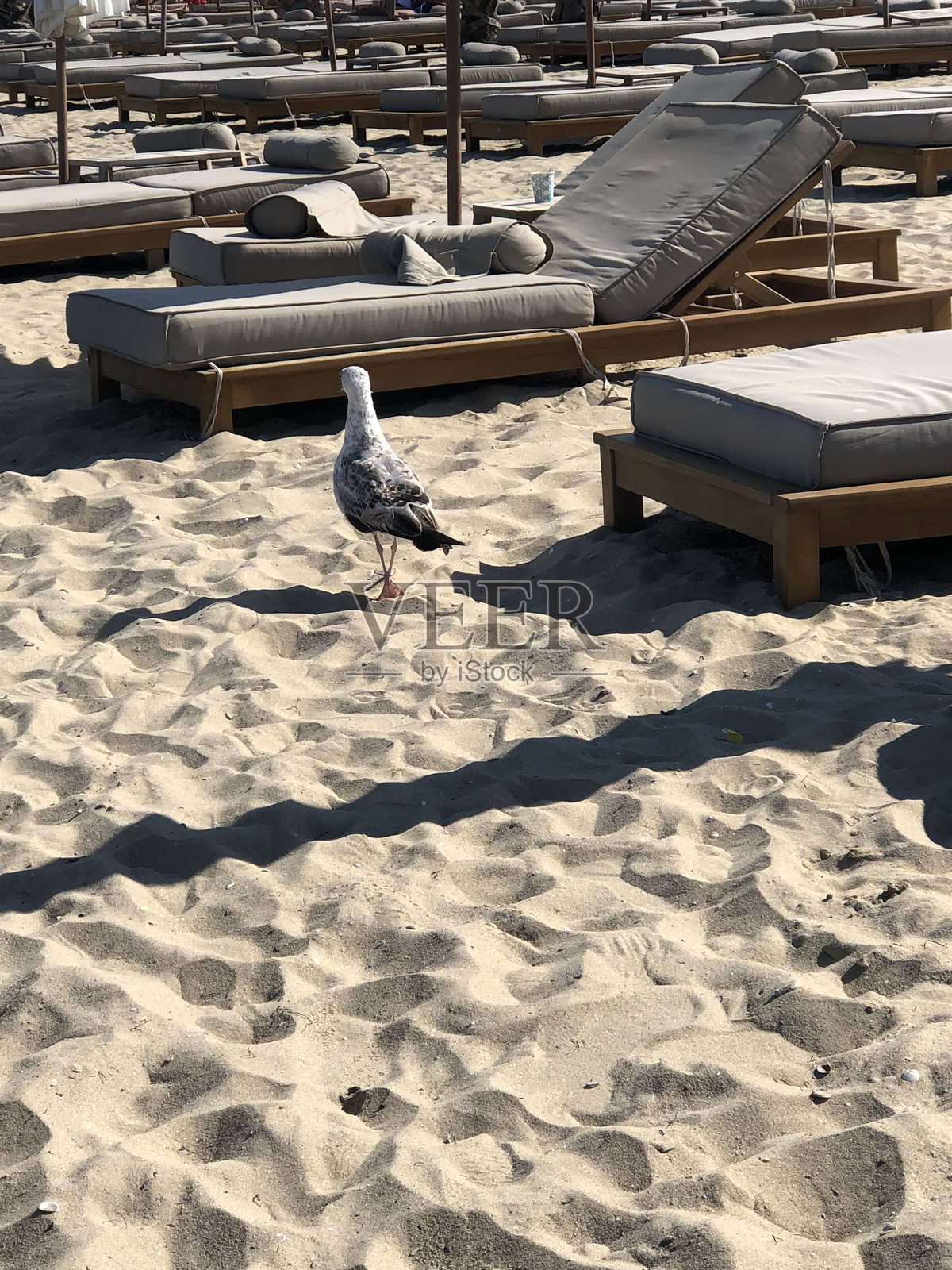 一只海鸥在沙滩上，周围是柔软的阳光躺椅。照片摄影图片
