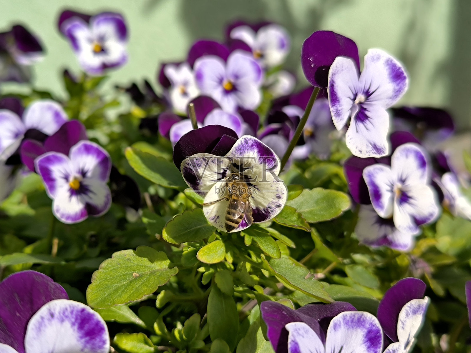 五彩缤纷的三色堇花在花盆中盛开照片摄影图片