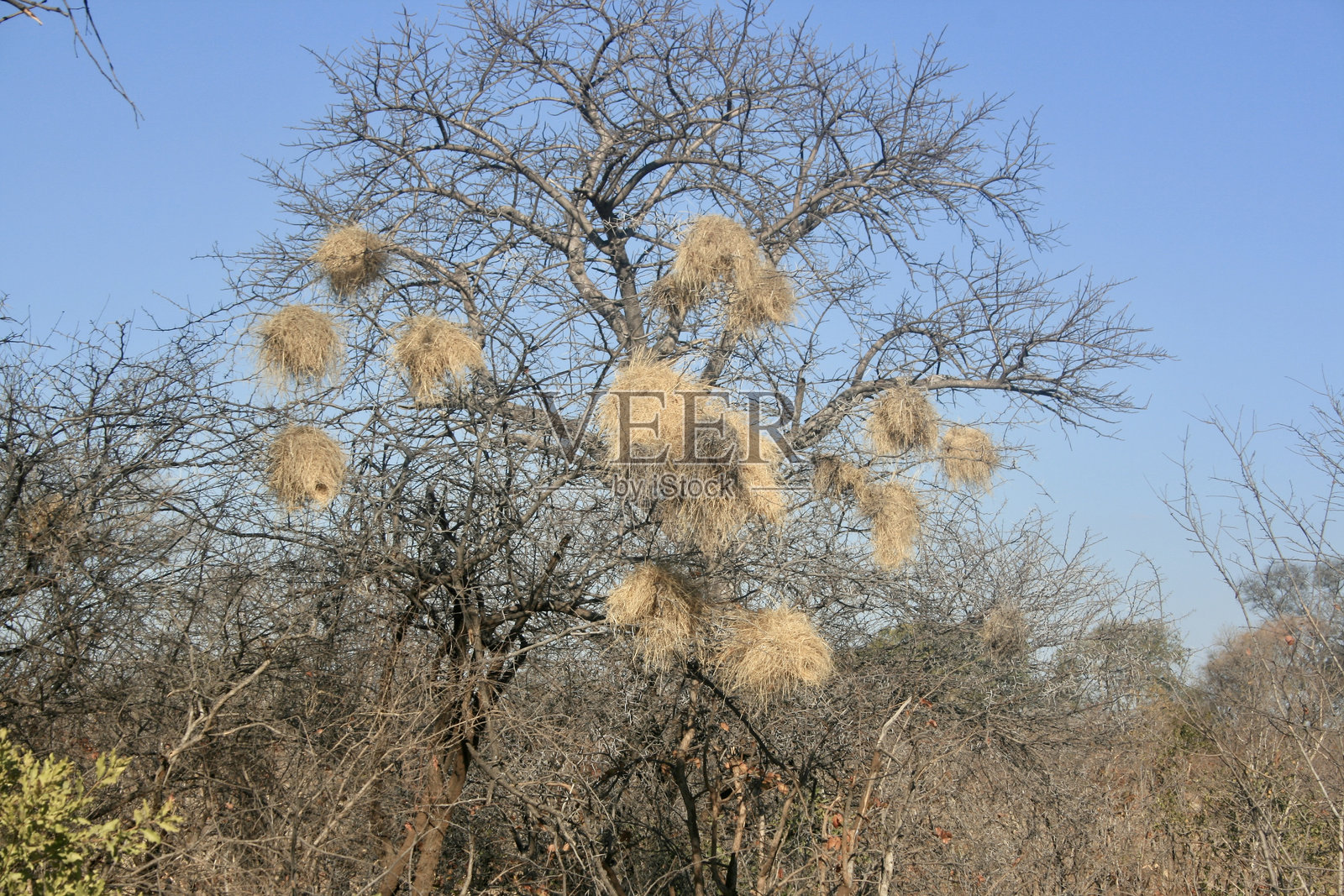 非洲树上的织巢鸟巢照片摄影图片