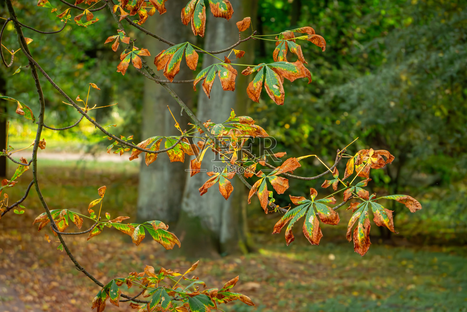 城市公园里树上的黄橙色秋叶。秋天的初步迹象。照片摄影图片