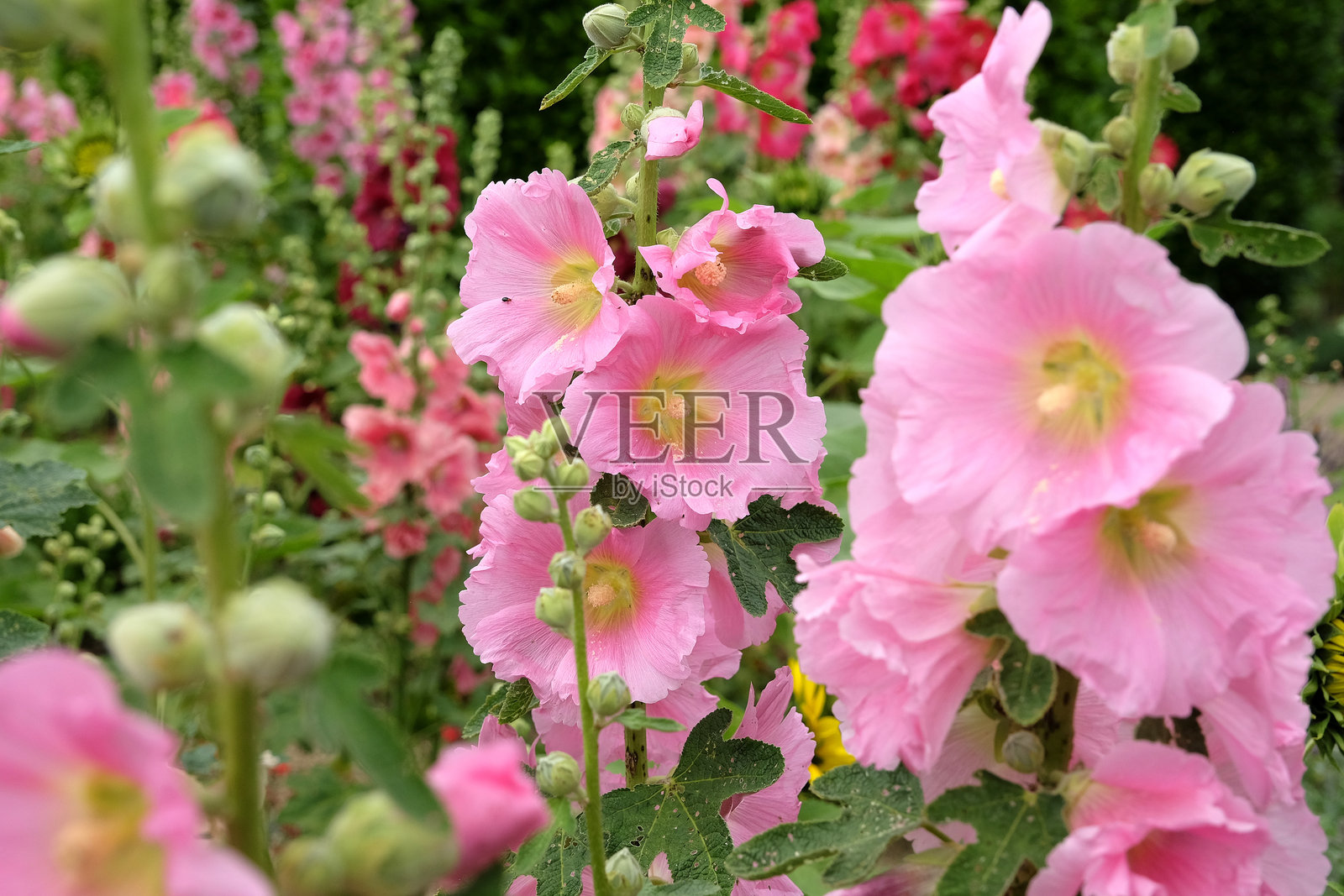 鲜艳的粉色锦葵（Alcea rosea）盛开。照片摄影图片