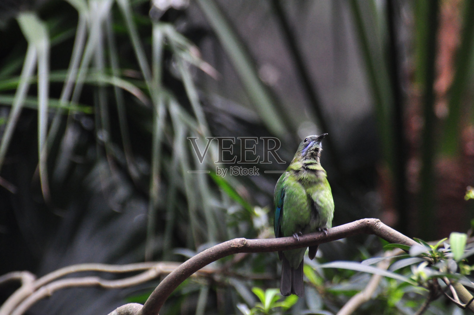鸟照片摄影图片