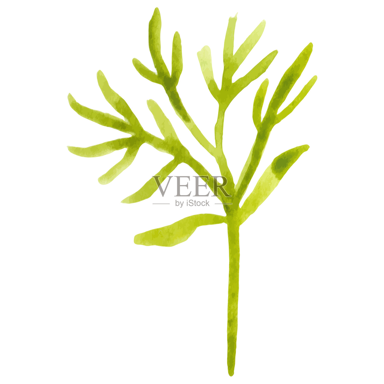 水彩画的花枝 手绘花卉设计元素，独立于白色背景上插画图片素材