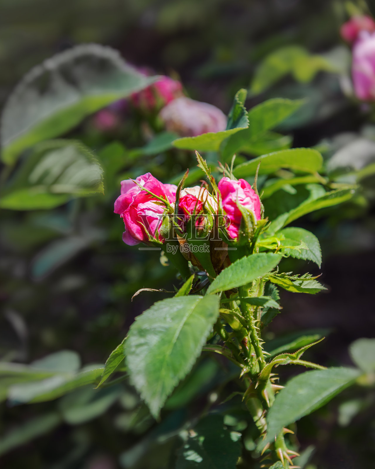 未开放的玫瑰花蕾 阿尔方斯·拉瓦莱的纪念品 精美的玫瑰品种照片摄影图片