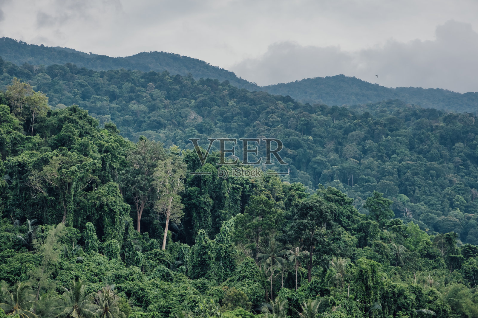覆盖在蒂奥曼岛山丘上的郁郁葱葱的绿色丛林照片摄影图片