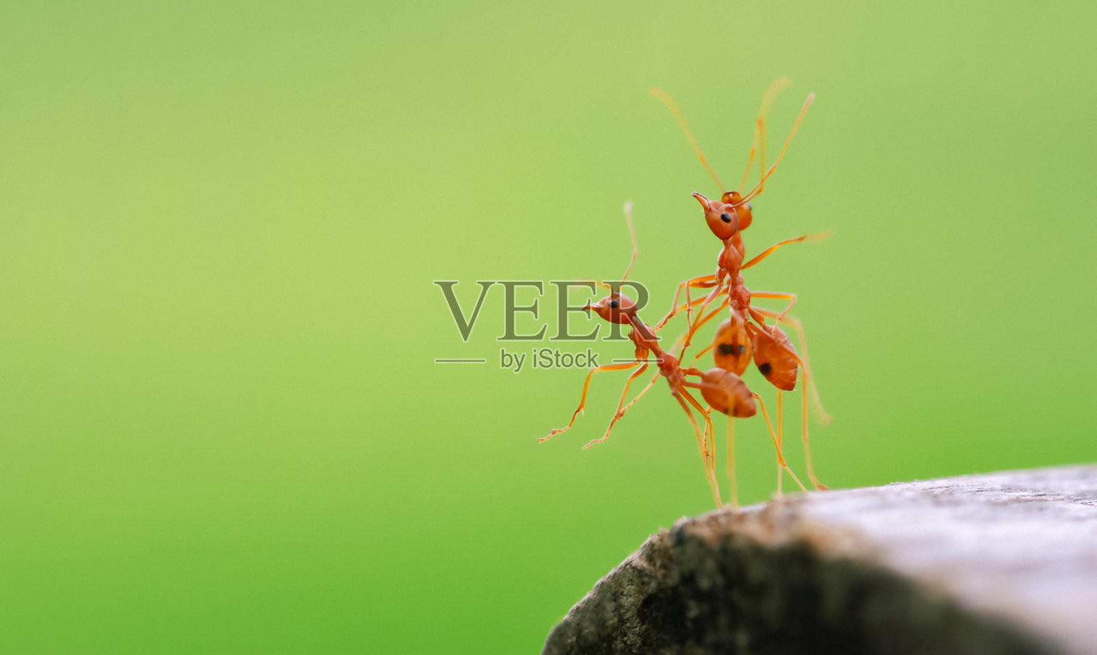 三只红蚂蚁紧紧依偎在一起，爬在绿色背景中的树枝边缘。照片摄影图片