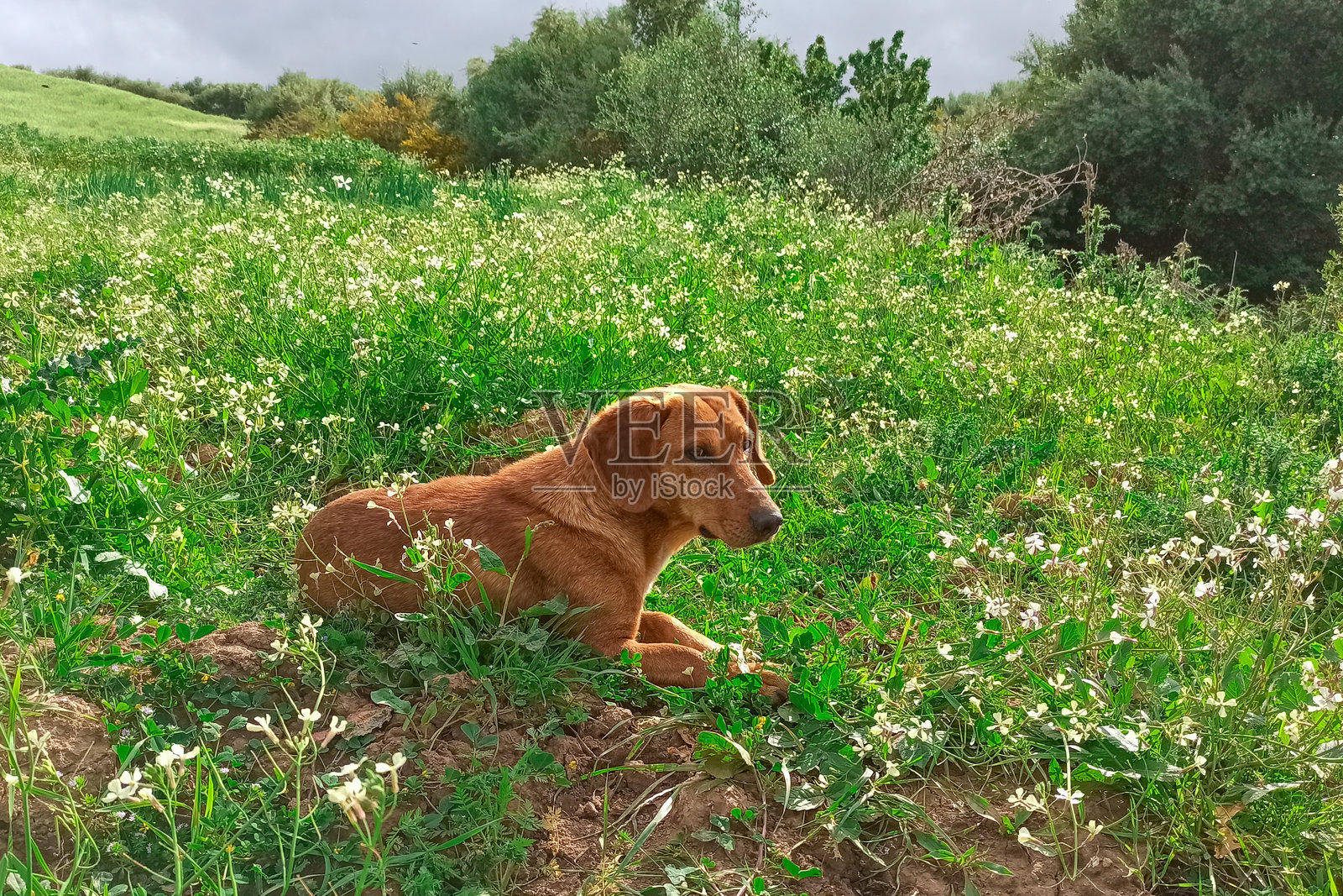 一只狗在草地上放松，享受阳光。照片摄影图片