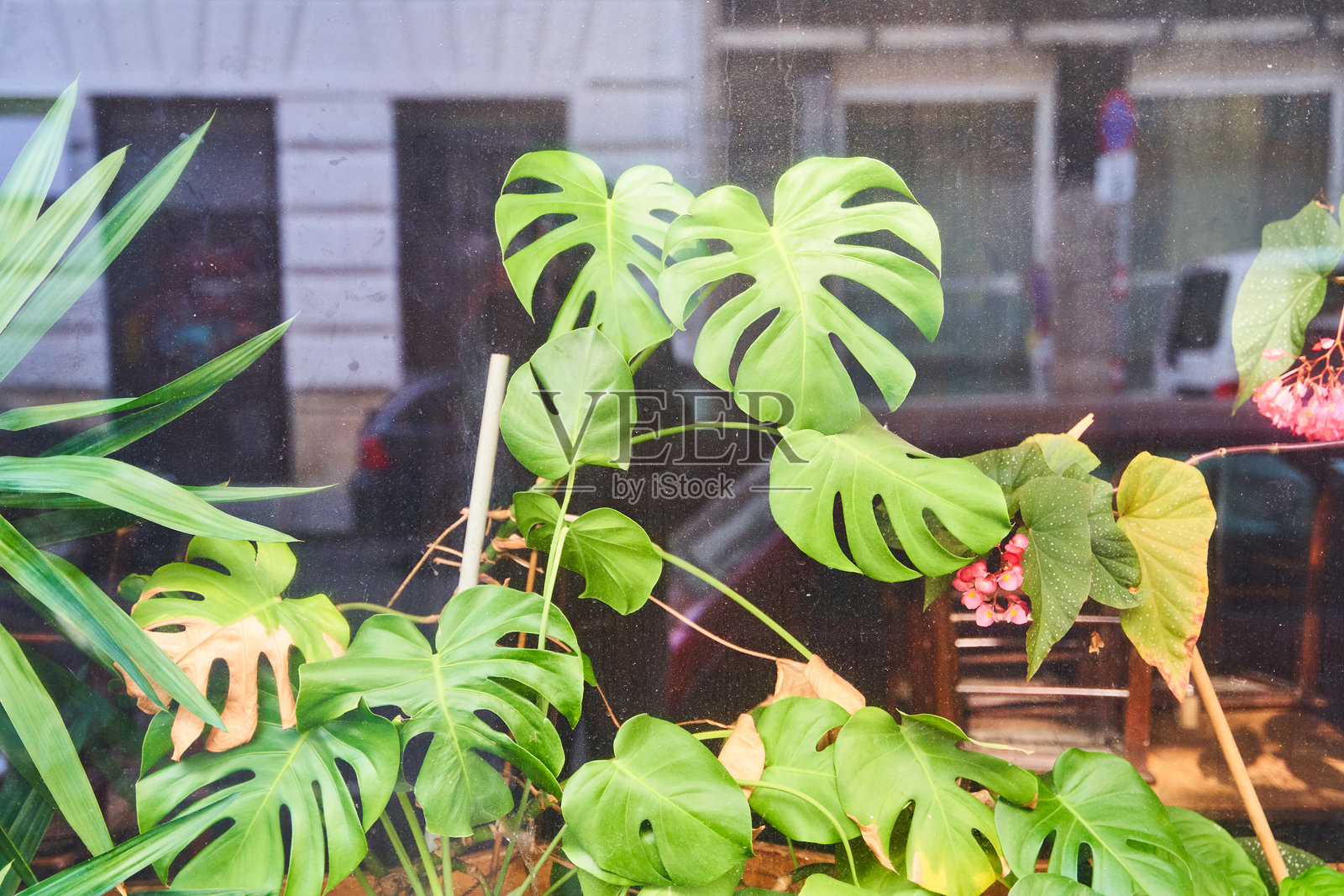 建筑前的陆生植物茁壮成长照片摄影图片