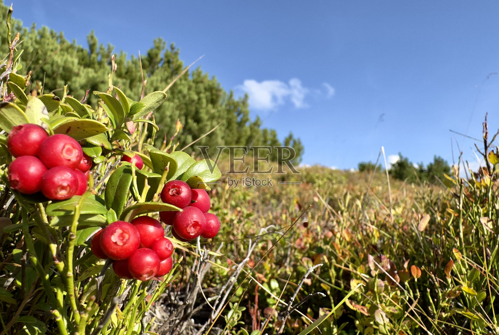 收获蔓越莓照片摄影图片