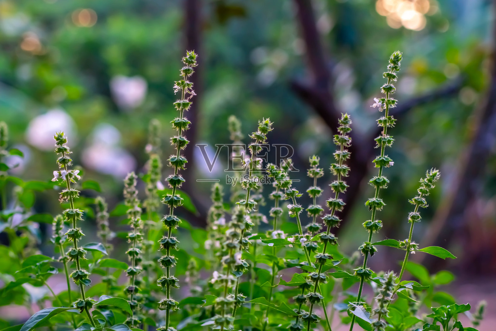 花园中的罗勒花作为自然背景照片摄影图片