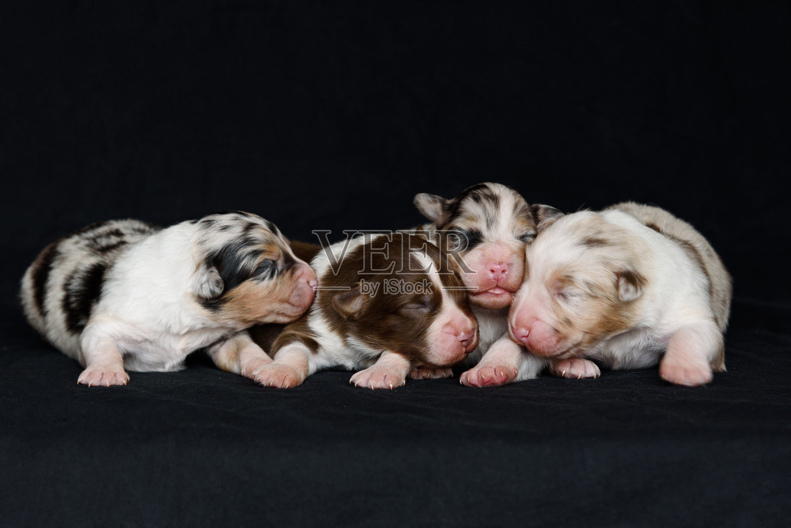 澳大利亚牧羊犬新生小狗照片摄影图片