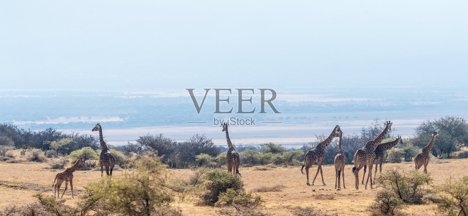 恩戈罗恩戈罗保护区的马赛长颈鹿照片摄影图片