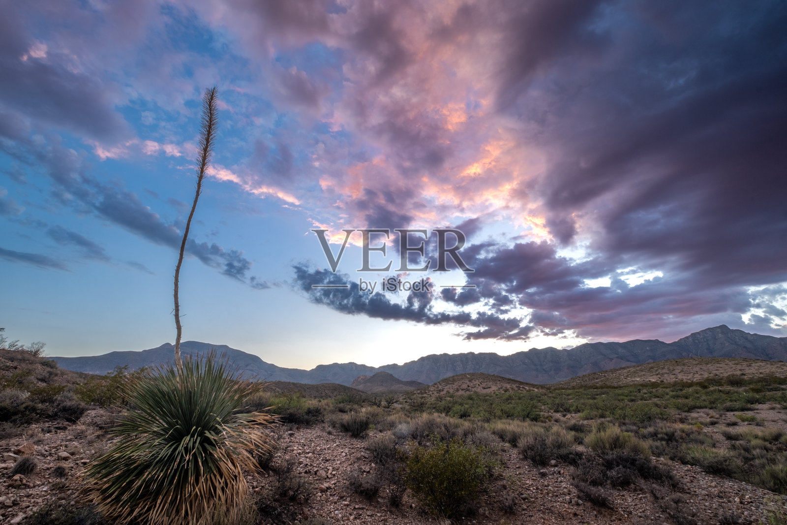 沙漠绽放 2照片摄影图片