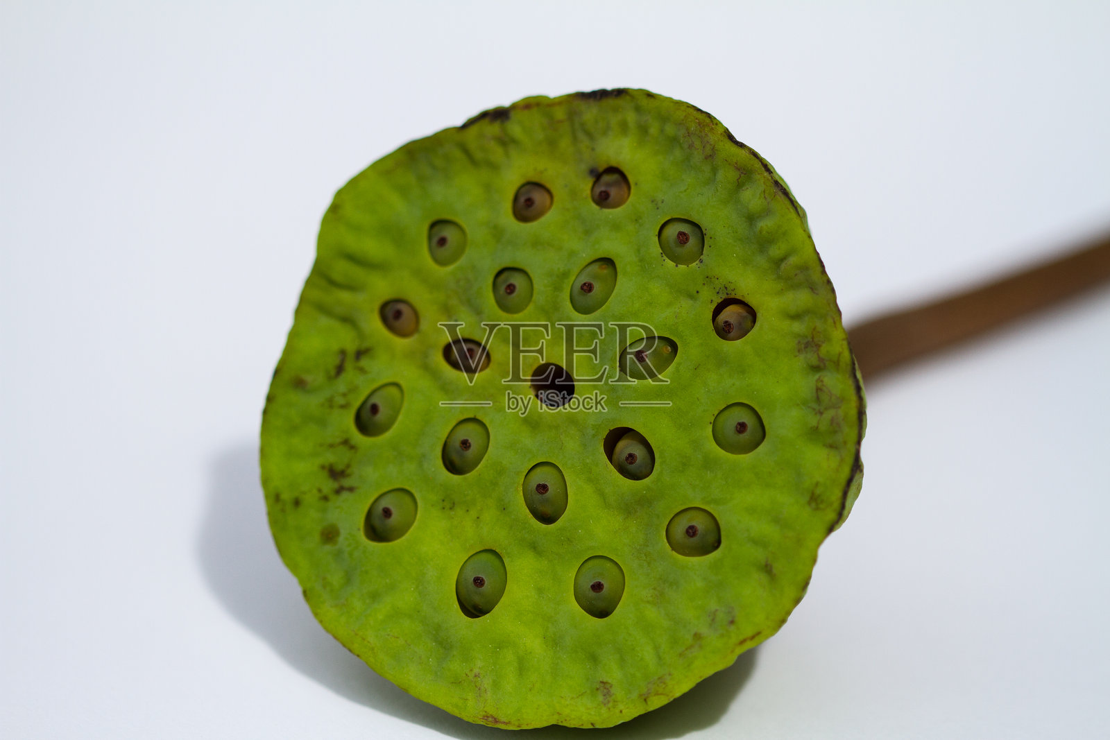 白色背景上的绿色莲子荚特写图。照片摄影图片