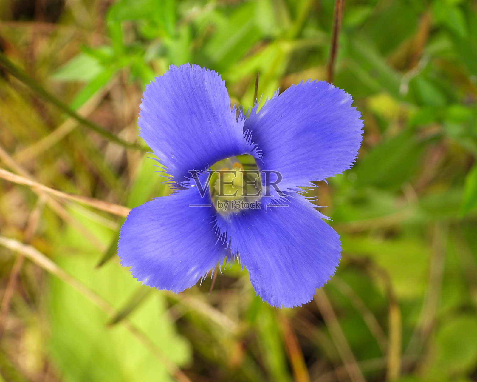 边缘龙胆，北美湿地本土野花照片摄影图片