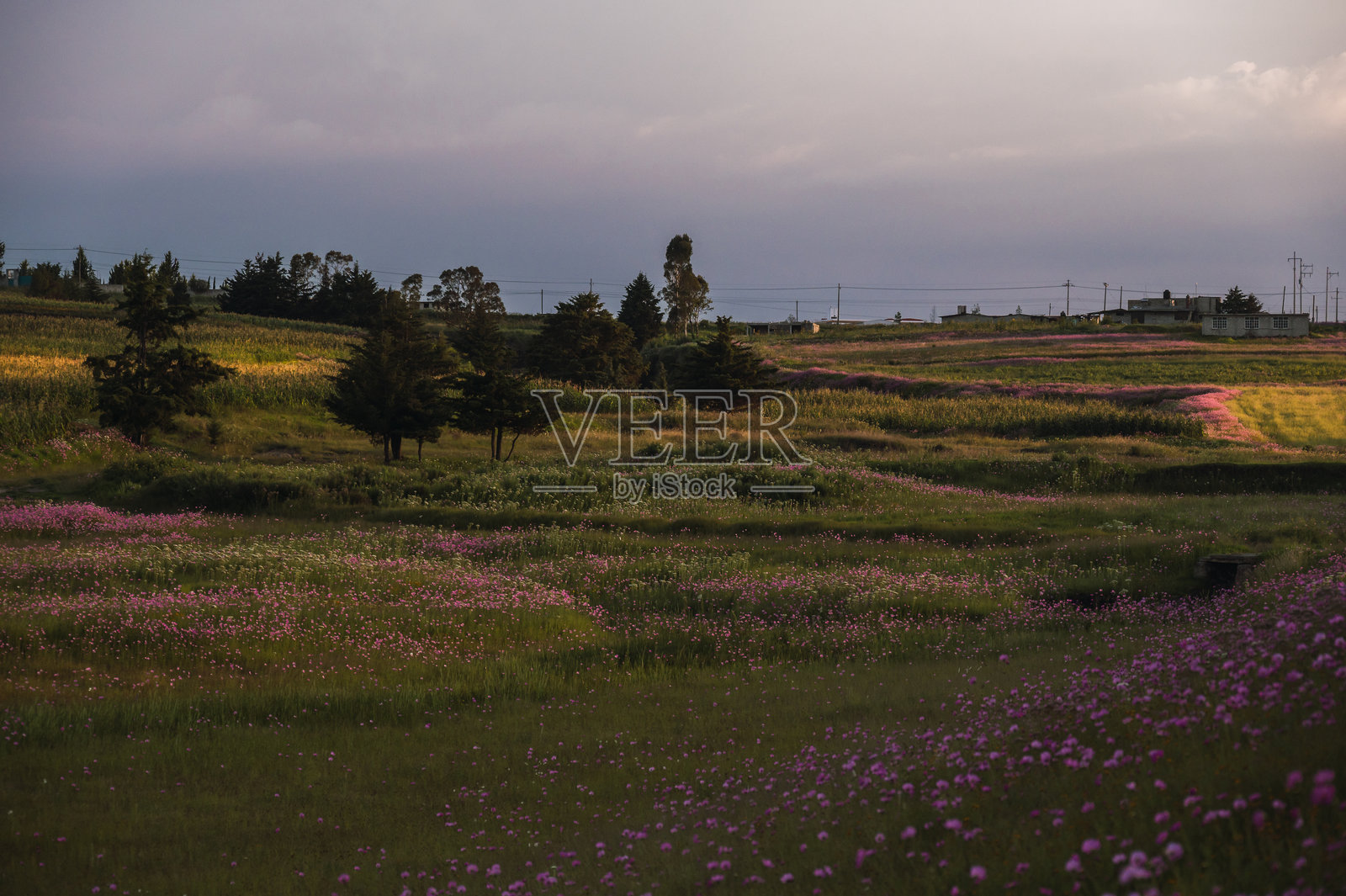 日落时分的宇宙花（Cosmos bipinnatus）景观，伴有池塘、山谷、一些山丘和阴影。照片摄影图片