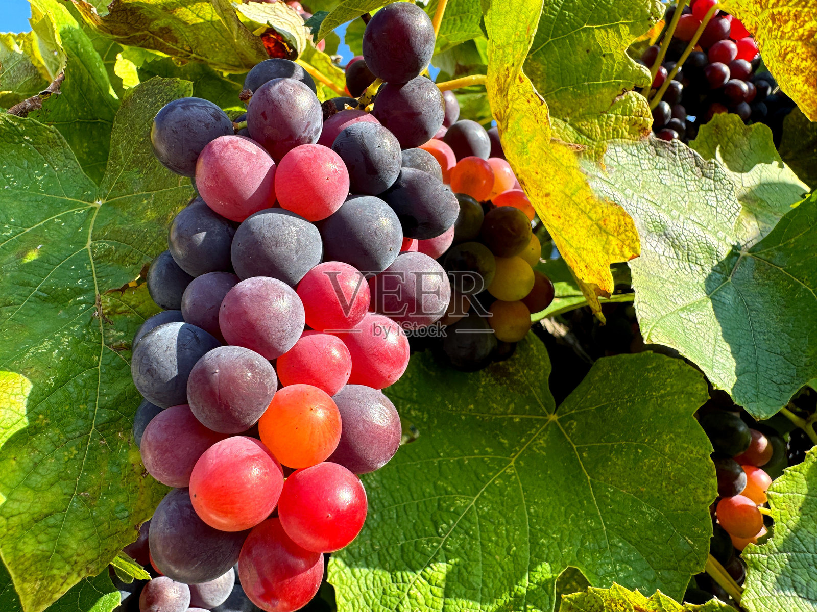 葡萄藤上的一串葡萄照片摄影图片