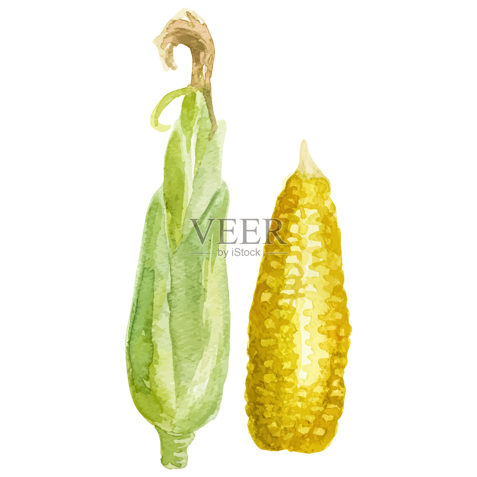 水彩画的玉米。手绘的新鲜食品设计元素，独立于白色背景。插画图片素材