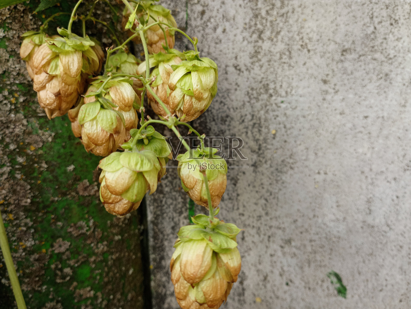 野生绿啤酒花的果实在灰色混凝土背景上。适用于食品行业的酿造主题和背景。照片摄影图片