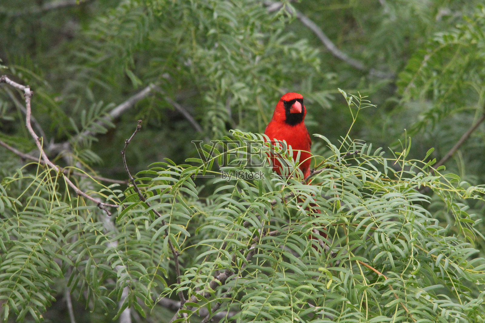 北方红雀照片摄影图片