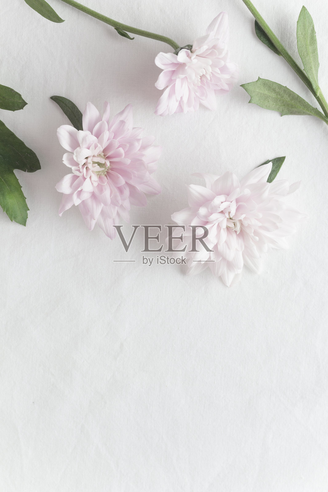 粉色的柔和菊花，柔软的背景留有空白，优雅、自然、春天、柔和的概念，适合贺卡和庆祝活动。照片摄影图片