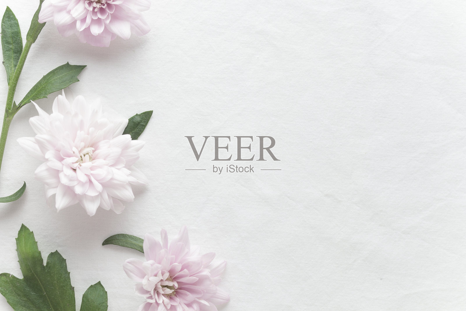 粉色的柔和菊花，柔软的背景留有空白，优雅、自然、春天、柔和的概念，适合贺卡和庆祝活动。照片摄影图片