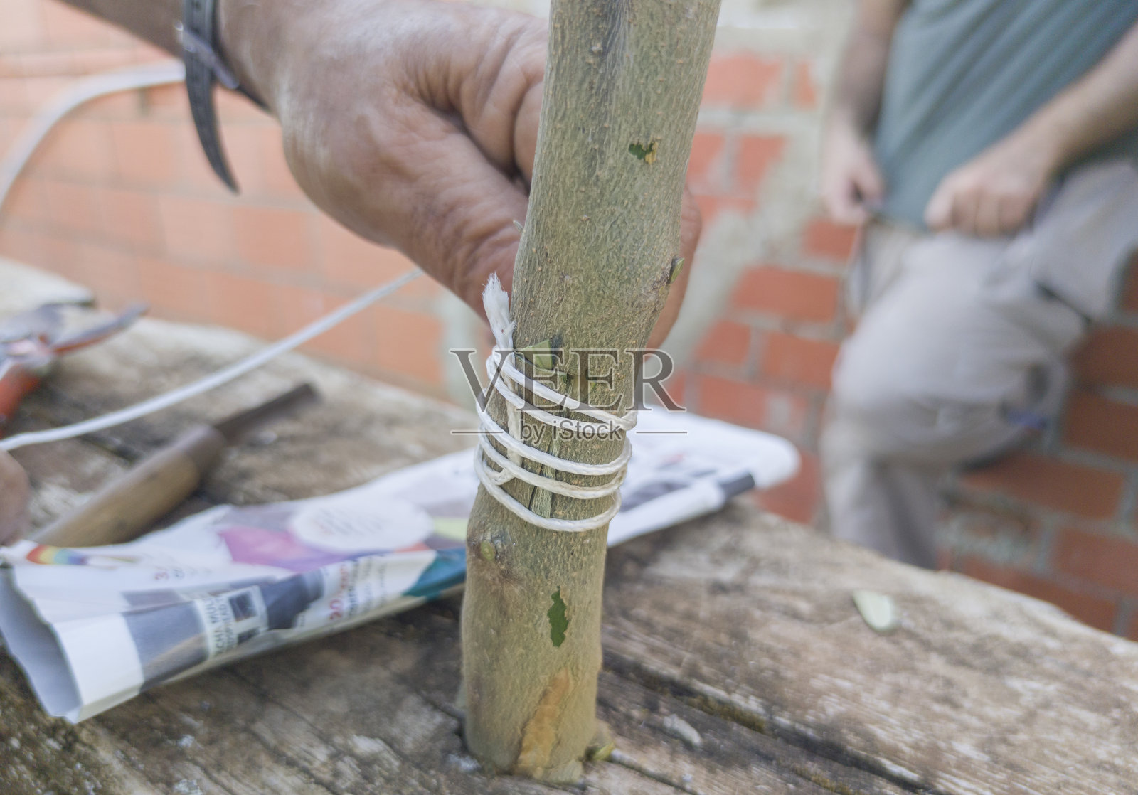 橄榄树嫁接照片摄影图片