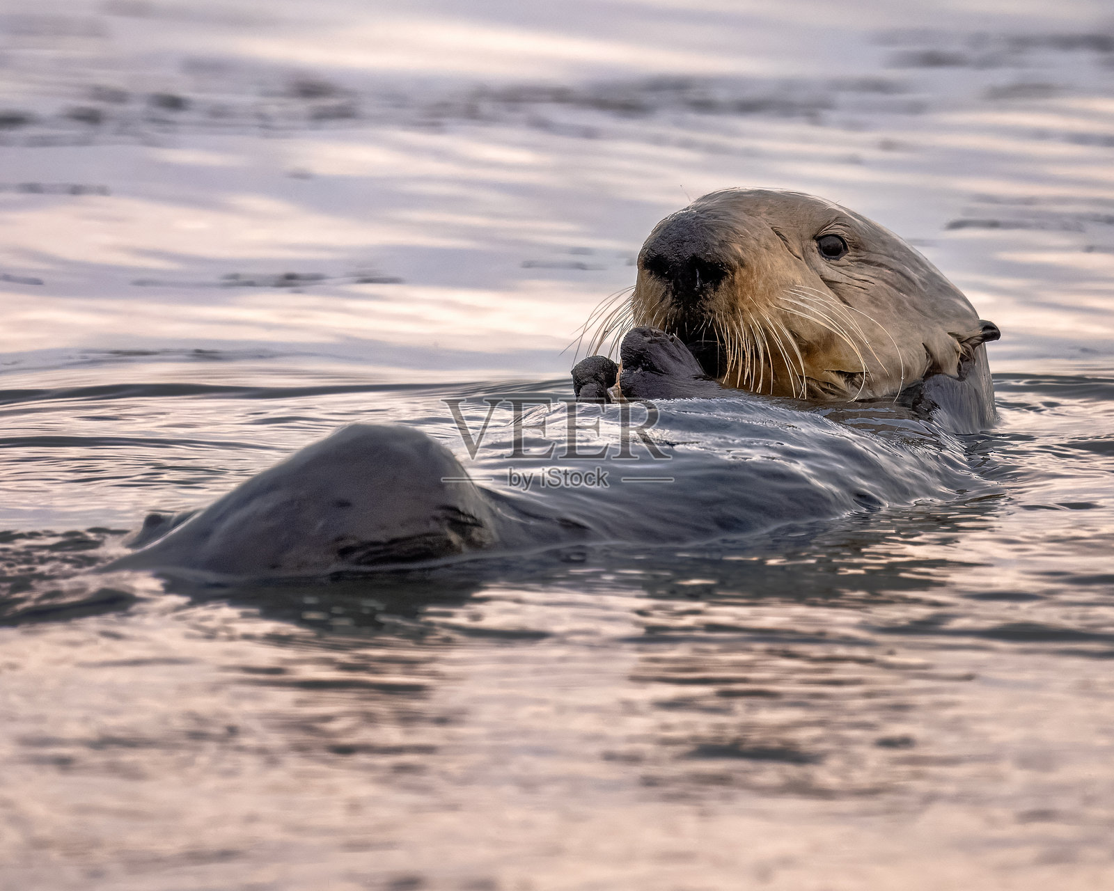 海獺照片摄影图片