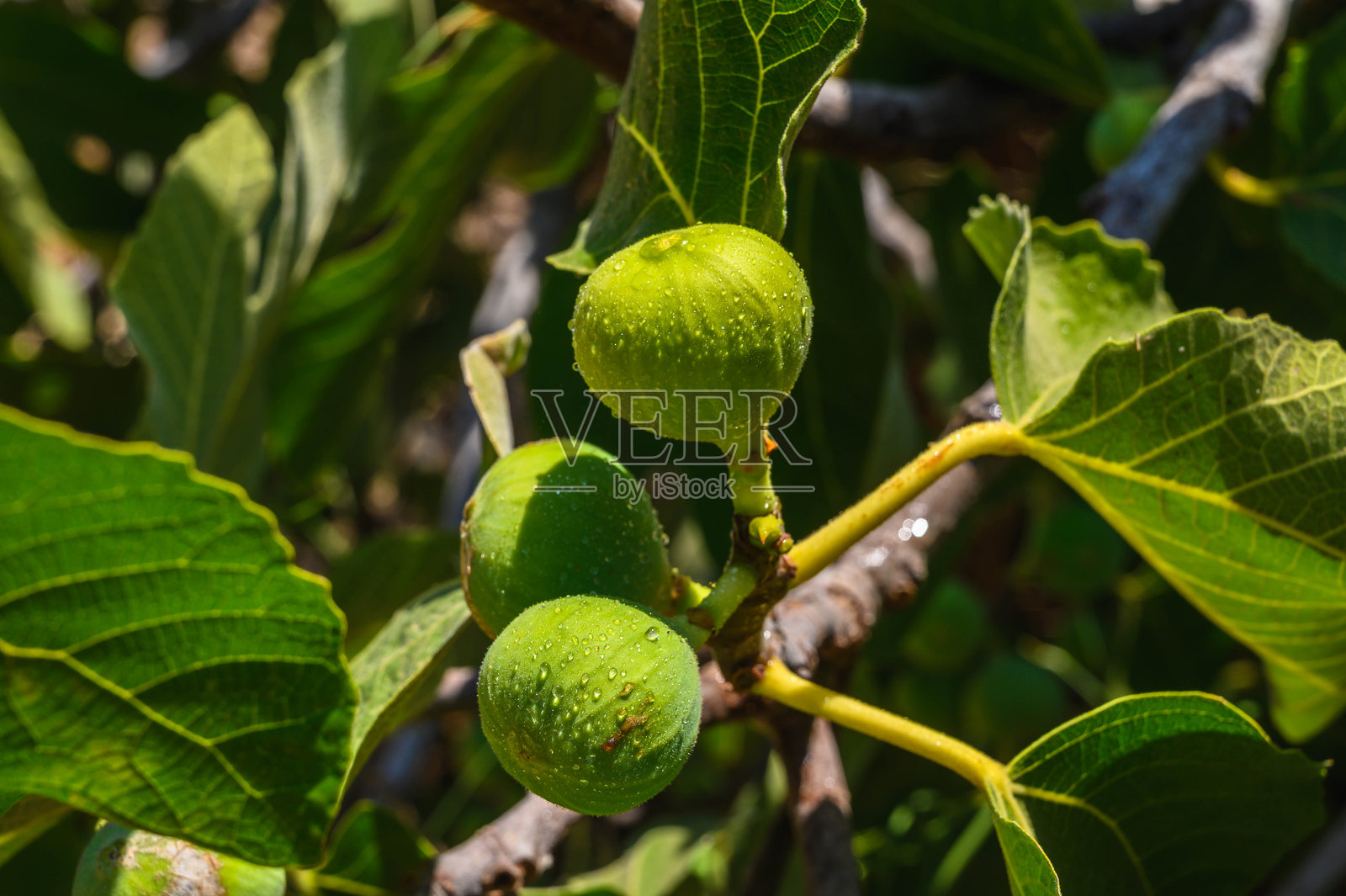 树上挂着的无花果1照片摄影图片