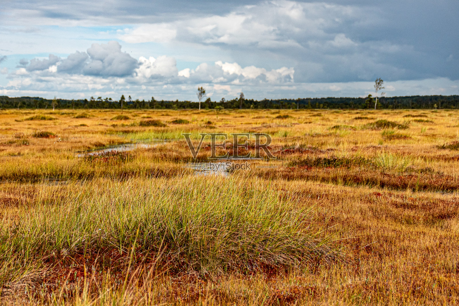 泥沼湿地，草地，泥沼松和传统泥沼植被，尼古拉自然保护区是尼古拉泥沼，典型的西爱沙尼亚泥沼。照片摄影图片