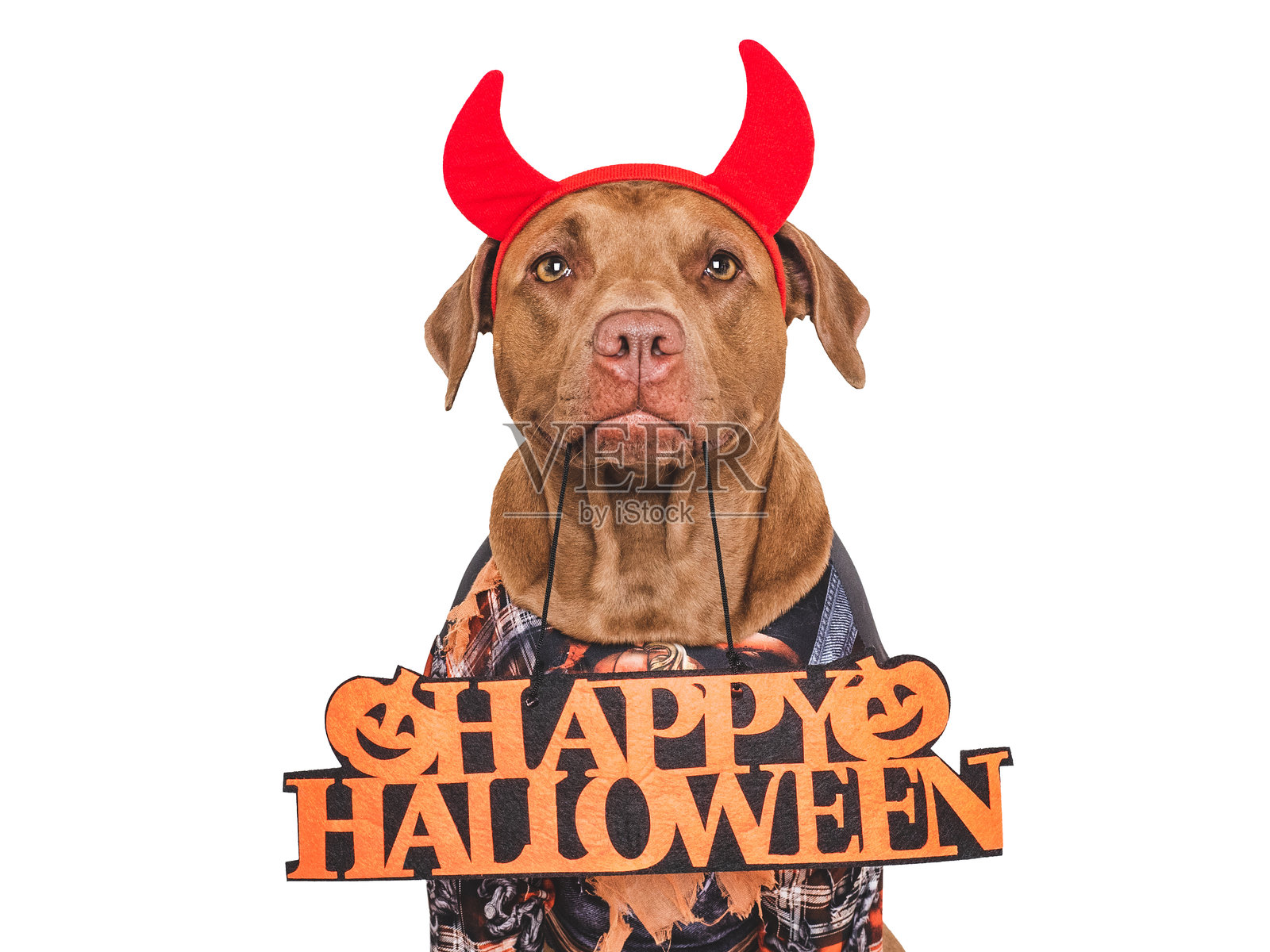 万圣节快乐。迷人的狗和万圣节服装照片摄影图片